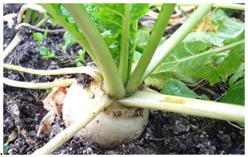 黄守瓜吃白糖吗好吗视频,一场甜蜜的探索之旅