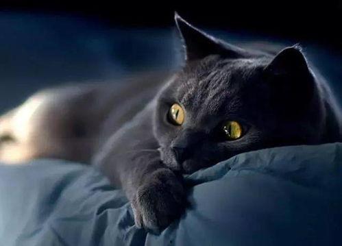 一只黑猫吃瓜视频,萌态十足，网友直呼可爱爆表！