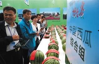 惠民吃瓜比赛报道视频大全,惠民吃瓜大赛精彩瞬间大盘点