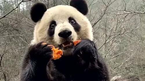 熊猫叮咚吃瓜视频下载,趣味横生的瓜界风云录