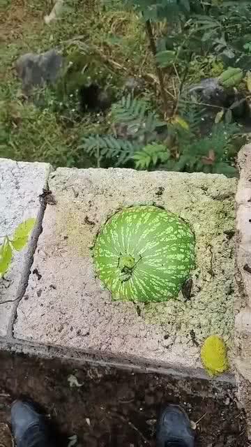 吃瓜搞笑短视频大全,笑料横生！吃瓜搞笑短视频大盘点