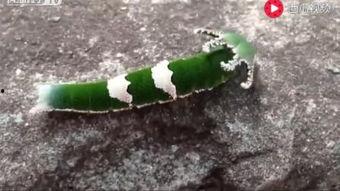 瓜妇搞笑吃瓜视频大全,笑料横生！瓜妇搞笑吃瓜视频大盘点