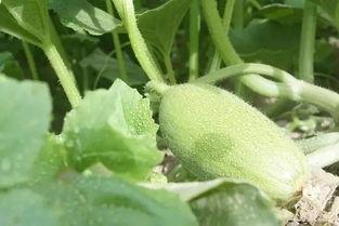 新疆吃瓜视频,揭秘新疆特色美食的魅力