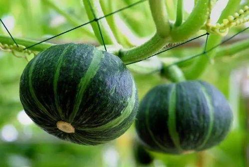 兰陵最近吃瓜视频,最新视频带你领略娱乐圈风云变幻