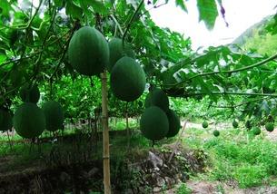 吊瓜可以包馅吃吗视频大全,视频大全带你探索吊瓜包馅的多样美味