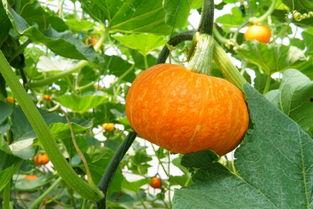 文化公园吃瓜视频